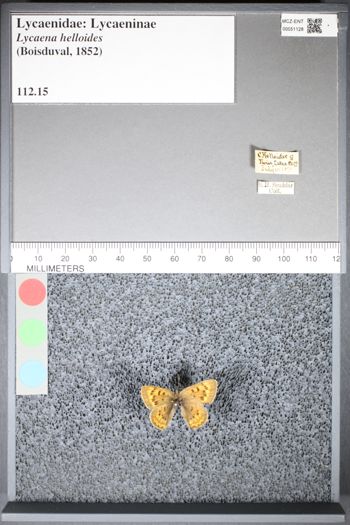 Media type: image;   Entomology 51128